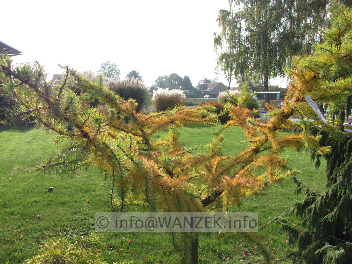 Larix kaempferi Little Bogle 04.JPG